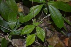 Celosia polygonoides